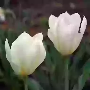Purissima